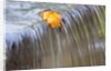 Fall leaf on top of a waterfall by Anonymous