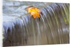 Fall leaf on top of a waterfall by Anonymous