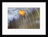 Fall leaf on top of a waterfall by Anonymous