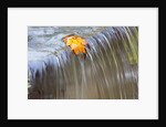 Fall leaf on top of a waterfall by Anonymous