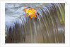 Fall leaf on top of a waterfall by Anonymous