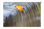 Fall leaf on top of a waterfall by Anonymous