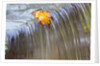 Fall leaf on top of a waterfall by Anonymous