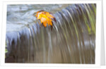 Fall leaf on top of a waterfall by Anonymous