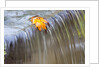 Fall leaf on top of a waterfall by Anonymous