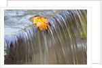 Fall leaf on top of a waterfall by Anonymous