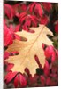 Water droplets on a fall leaf by Anonymous