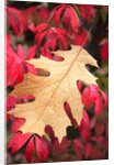 Water droplets on a fall leaf by Anonymous