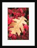 Water droplets on a fall leaf by Anonymous