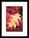Water droplets on a fall leaf by Anonymous