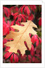 Water droplets on a fall leaf by Anonymous