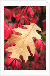 Water droplets on a fall leaf by Anonymous
