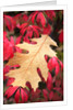Water droplets on a fall leaf by Anonymous