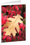 Water droplets on a fall leaf by Anonymous