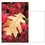 Water droplets on a fall leaf by Anonymous