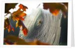 Orb spider on its web by Anonymous