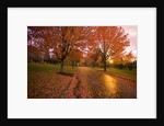 Sunset in autumn along a country road by Anonymous