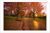 Sunset in autumn along a country road by Anonymous
