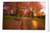 Sunset in autumn along a country road by Anonymous
