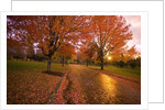 Sunset in autumn along a country road by Anonymous