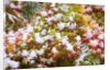 Snow on autumn vine maple by Anonymous
