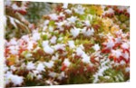 Snow on autumn vine maple by Anonymous