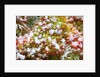 Snow on autumn vine maple by Anonymous