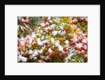 Snow on autumn vine maple by Anonymous