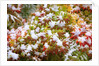 Snow on autumn vine maple by Anonymous