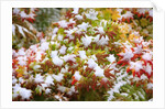 Snow on autumn vine maple by Anonymous