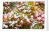 Snow on autumn vine maple by Anonymous
