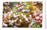 Snow on autumn vine maple by Anonymous