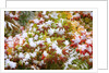 Snow on autumn vine maple by Anonymous