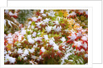 Snow on autumn vine maple by Anonymous