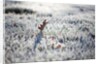 Frost on grass and autumn leaves by Anonymous