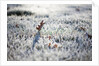 Frost on grass and autumn leaves by Anonymous