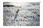Frost on grass and autumn leaves by Anonymous