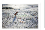 Frost on grass and autumn leaves by Anonymous