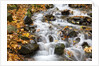 Water running over rocks in Wahkeena Creek by Anonymous