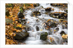 Water running over rocks in Wahkeena Creek by Anonymous