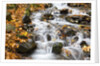 Water running over rocks in Wahkeena Creek by Anonymous