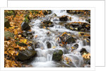 Water running over rocks in Wahkeena Creek by Anonymous