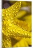 Close-up of dew on daffodil petals by Anonymous