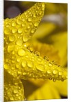 Close-up of dew on daffodil petals by Anonymous