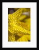 Close-up of dew on daffodil petals by Anonymous
