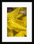 Close-up of dew on daffodil petals by Anonymous