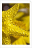 Close-up of dew on daffodil petals by Anonymous