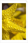 Close-up of dew on daffodil petals by Anonymous
