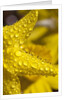 Close-up of dew on daffodil petals by Anonymous