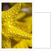 Close-up of dew on daffodil petals by Anonymous